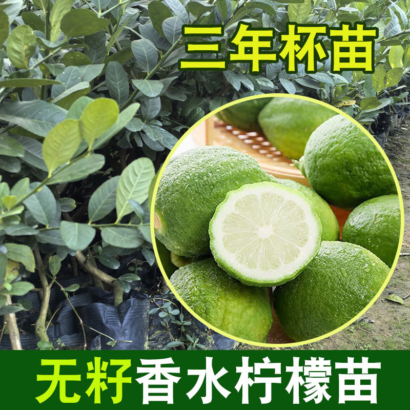 3年杯苗柠檬苗特价处理量大从优产地直发一手货源