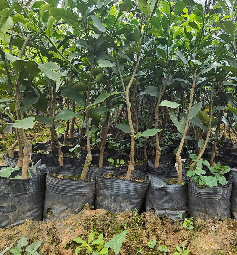 3年杯苗柠檬苗特价处理量大从优产地直发一手货源
