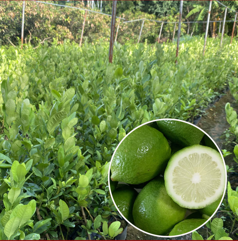 3年杯苗柠檬苗特价处理量大从优产地直发一手货源