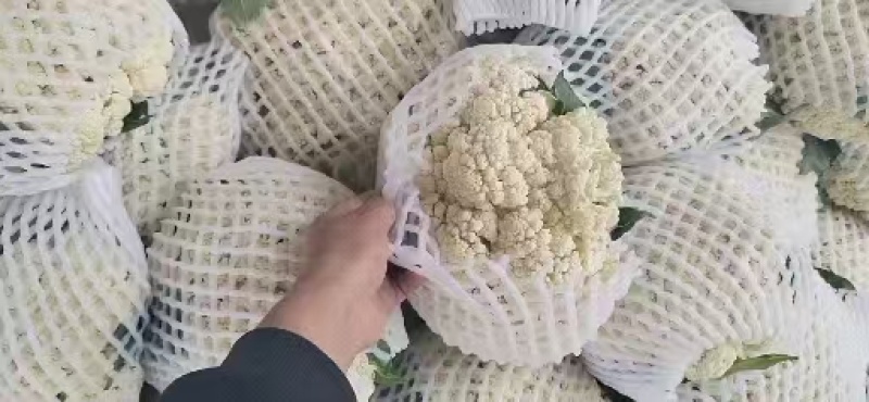 松花菜产地直发，万亩基地量大从优可视频看货