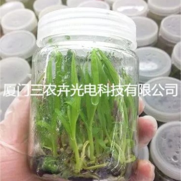 T8-白芨育苗组培灯