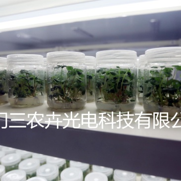 T20-草莓育苗组培灯