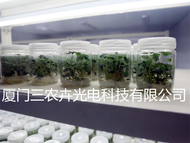 T20-草莓育苗组培灯