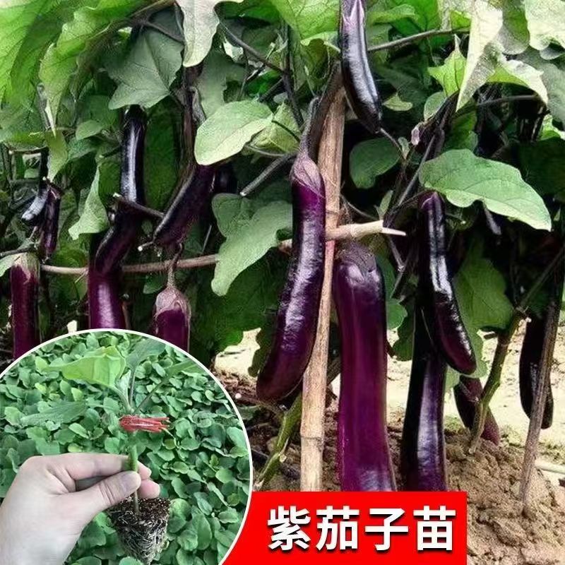 各种颜色茄子苗大量供应一手货源口感好产量高