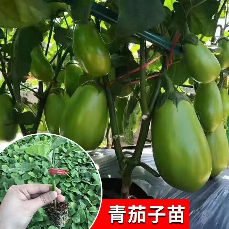 各种颜色茄子苗大量供应一手货源口感好产量高