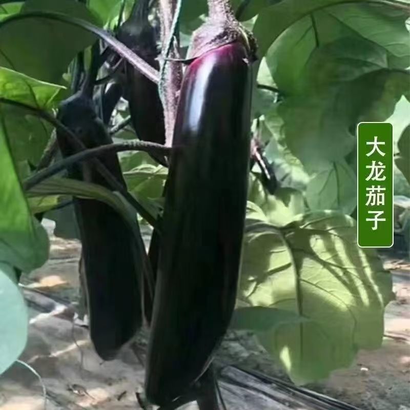 各种颜色茄子苗大量供应一手货源口感好产量高