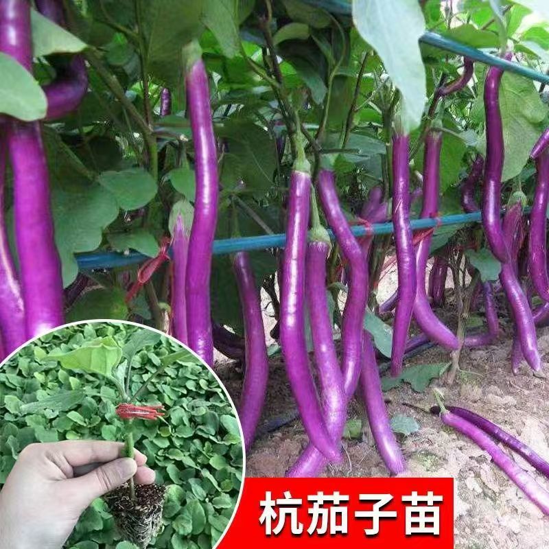 各种颜色茄子苗大量供应一手货源口感好产量高