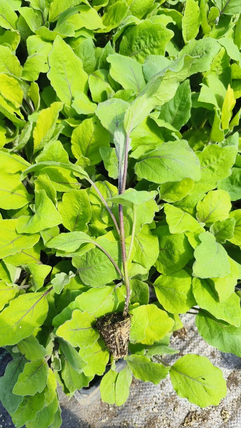 各种颜色茄子苗大量供应一手货源口感好产量高