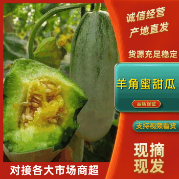 山东正宗头茬博洋61甜瓜/新鲜采摘/脆甜爽口