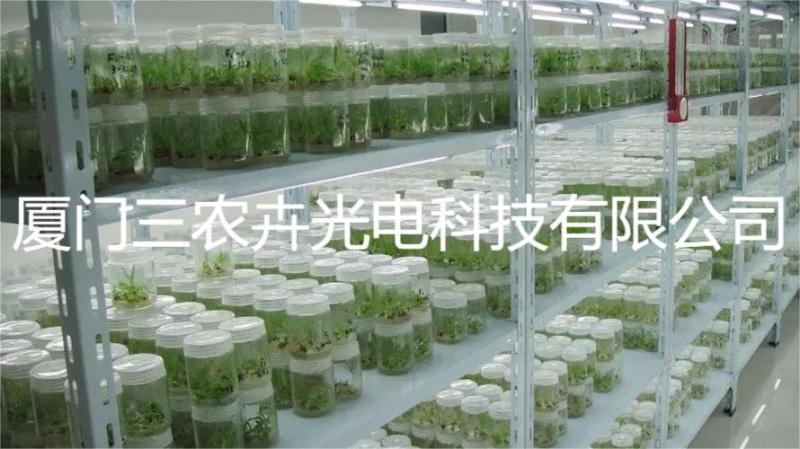 T20-马尾松组培灯