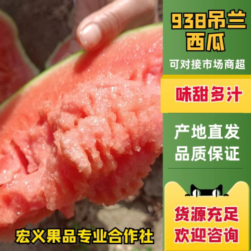 为你提供万亩优质大棚吊兰西瓜，一手货源，产地直发