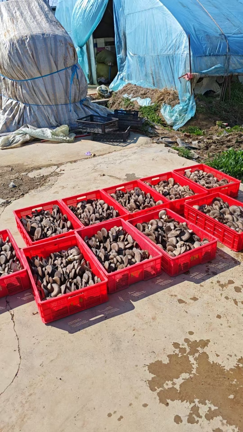 江苏一手货源平菇新鲜上市量大从优欢迎采购热卖中