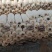 江苏一手货源平菇新鲜上市量大从优欢迎采购热卖中