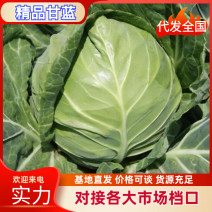 甘蓝精品甘蓝基地直供品质保障提供一条龙服务