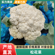 松花菜花菜产地直供实力供货视频看货选货对接全国