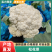 松花菜花菜产地直供实力供货视频看货选货对接全国