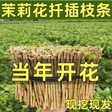 广西横县茉莉扦插枝条重瓣茉莉枝条批发代发