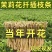 广西横县茉莉扦插枝条重瓣茉莉枝条批发代发