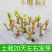 广西横县茉莉扦插枝条重瓣茉莉枝条批发代发