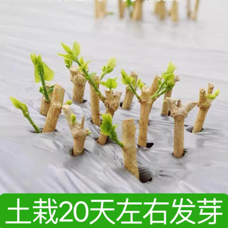 广西横县茉莉扦插枝条重瓣茉莉枝条批发代发
