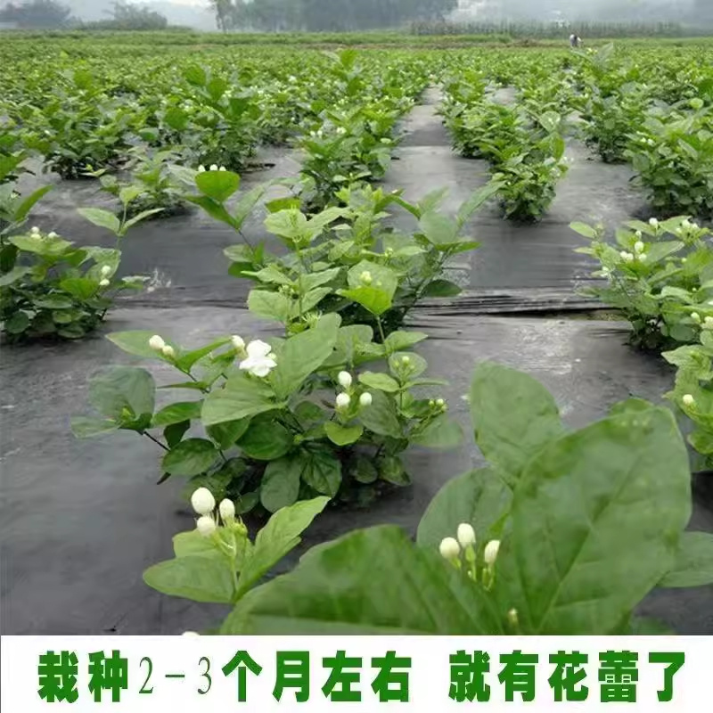 广西横县茉莉扦插枝条重瓣茉莉枝条批发代发