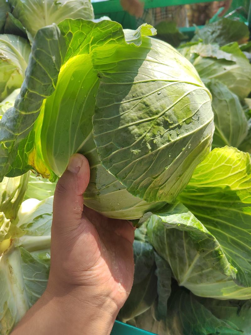 陕西精品圆包菜甘蓝现货现发产地一手货源价格优惠