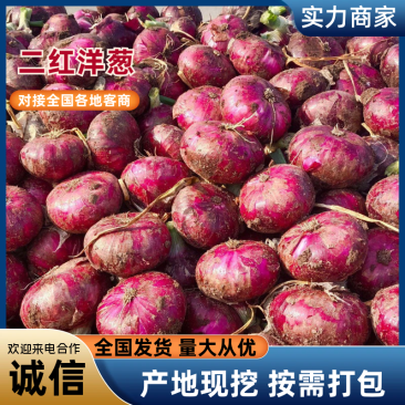 河南洋葱开封二红洋葱代收代发代存全国发货