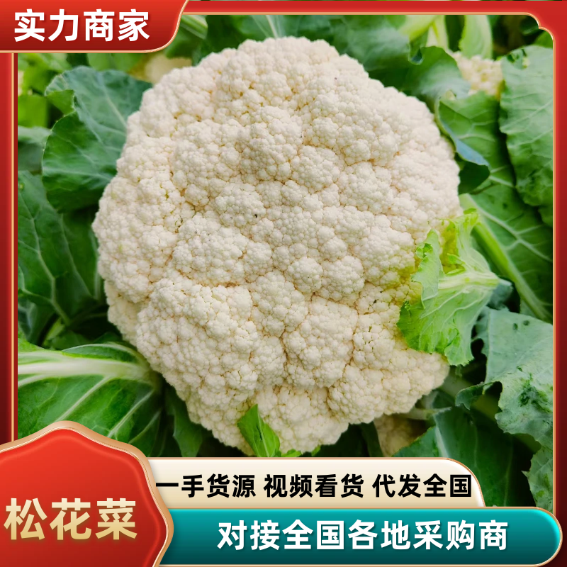 精品有机花河南松花菜货源充足代收代发全国市场