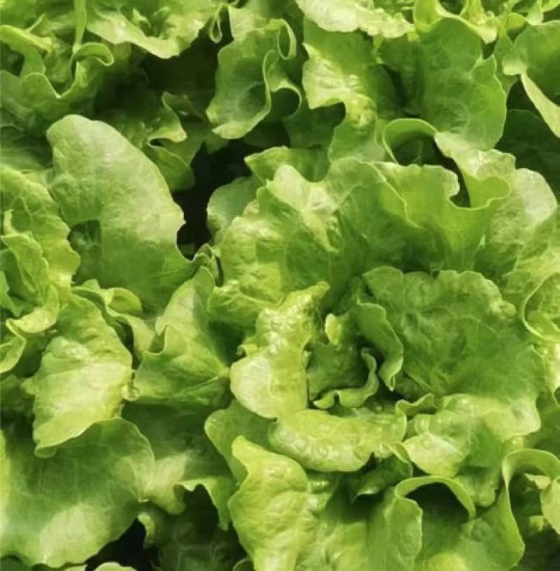 生菜意大利生菜大量上市全国发货量大价优欢迎联系