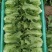 生菜意大利生菜大量上市全国发货量大价优欢迎联系