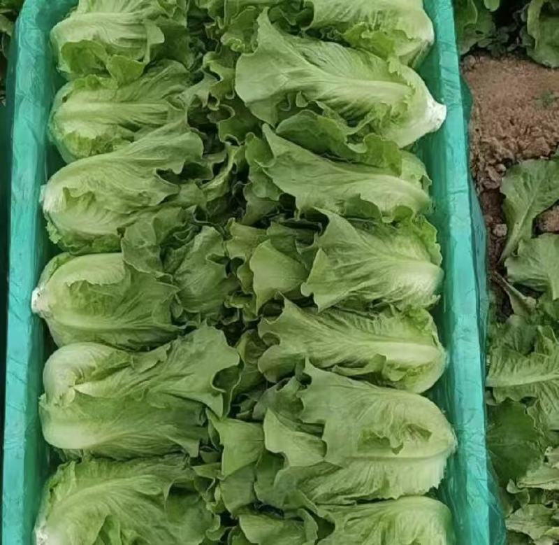 生菜意大利生菜大量上市全国发货量大价优欢迎联系