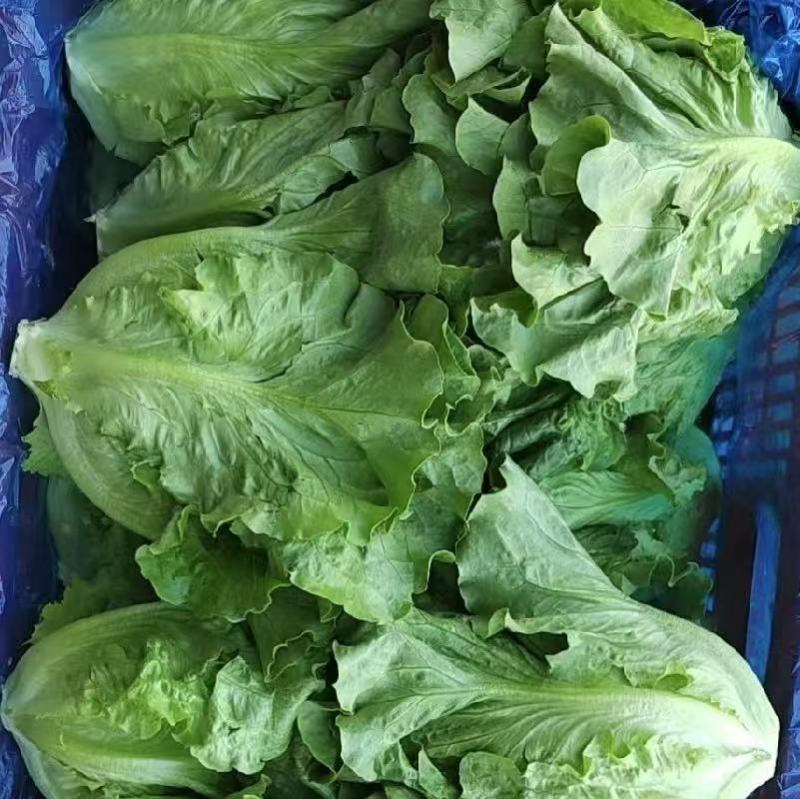 生菜意大利生菜大量上市全国发货量大价优欢迎联系