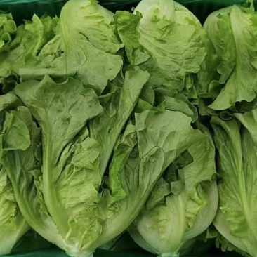 生菜意大利生菜大量上市全国发货量大价优欢迎联系