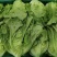 生菜意大利生菜大量上市全国发货量大价优欢迎联系