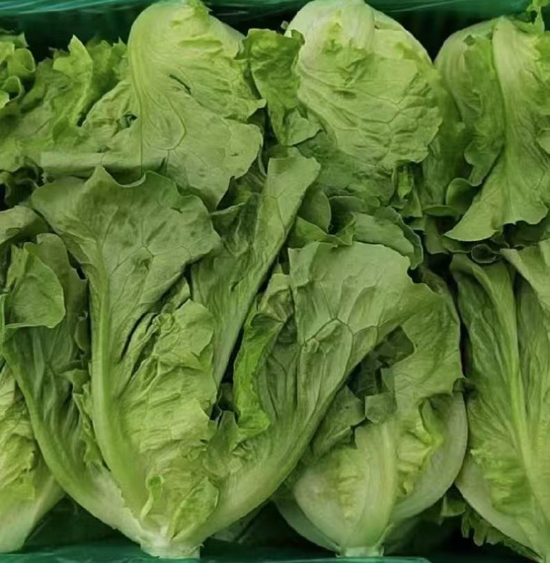 生菜意大利生菜大量上市全国发货量大价优欢迎联系