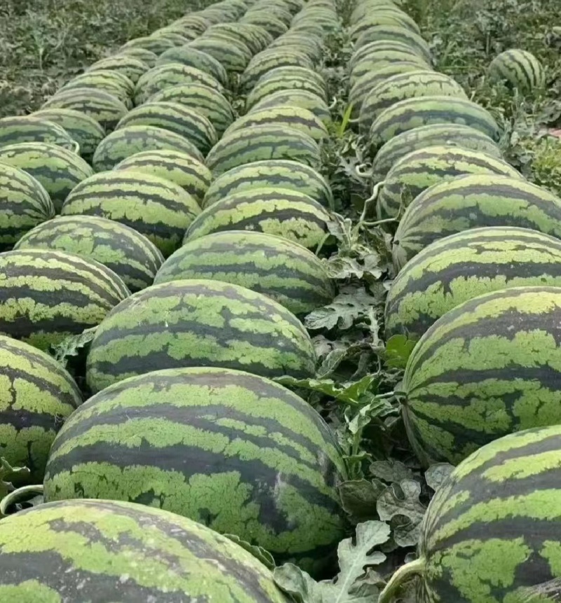 甜王西瓜产地直销量大质优价格优惠一手货源欢迎咨询