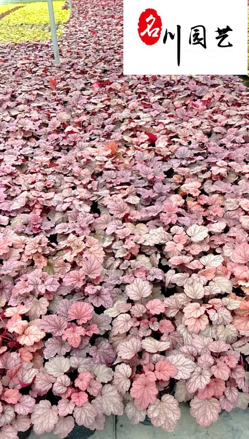 矾根杯苗批发矾根苗圃基地直供花境花坛地被庭院绿化