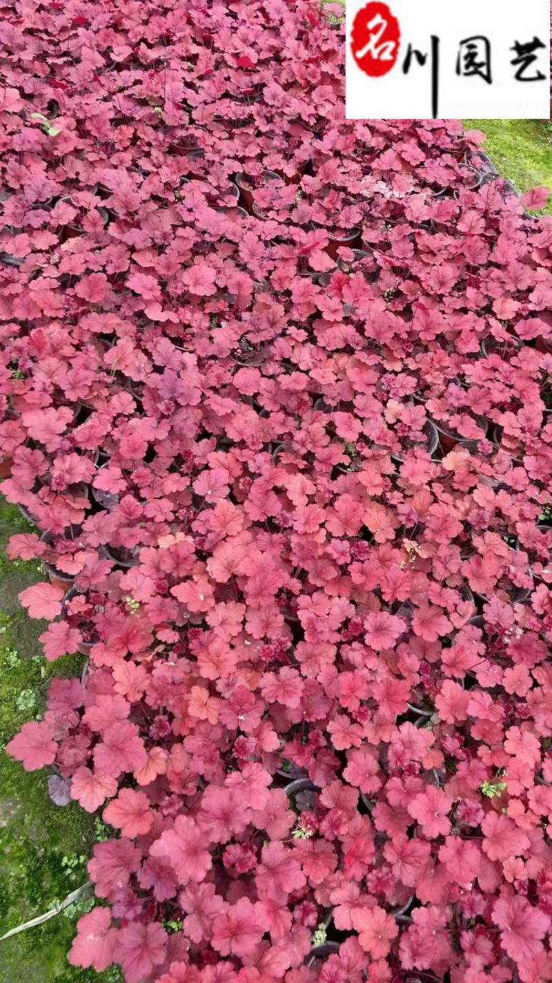 矾根杯苗批发矾根苗圃基地直供花境花坛地被庭院绿化