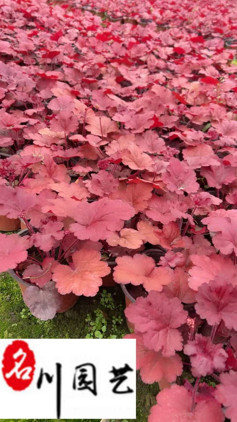 矾根杯苗批发矾根苗圃基地直供花境花坛地被庭院绿化