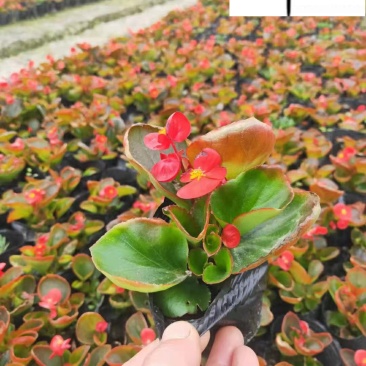 玻璃海棠杯苗批发花境花坛庭院园艺草花成都花卉苗木批发