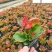 玻璃海棠杯苗批发花境花坛庭院园艺草花成都花卉苗木批发