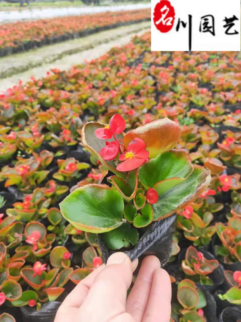 玻璃海棠杯苗批发花境花坛庭院园艺草花成都花卉苗木批发