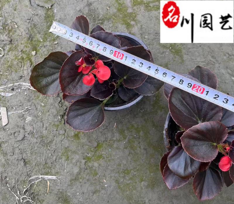 玻璃海棠杯苗批发花境花坛庭院园艺草花成都花卉苗木批发