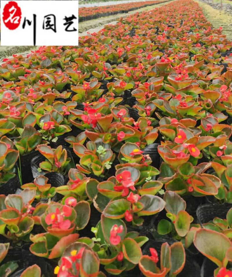 玻璃海棠杯苗批发花境花坛庭院园艺草花成都花卉苗木批发