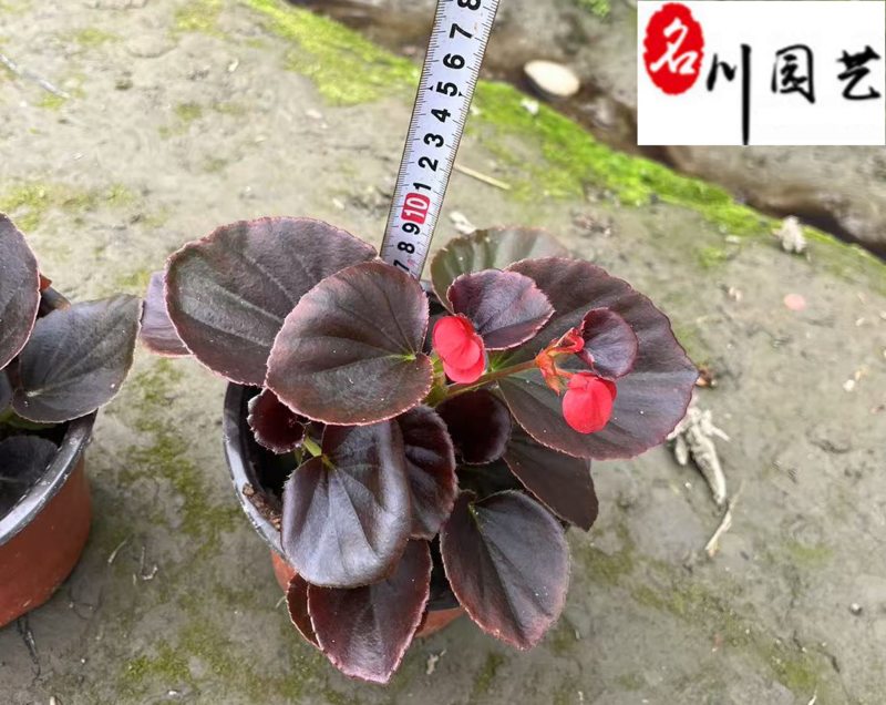 玻璃海棠杯苗批发花境花坛庭院园艺草花成都花卉苗木批发