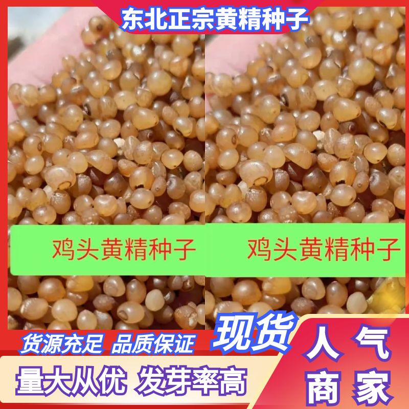 【优选商家】东北道地鸡头黄精种子，种子质量好，纯度高