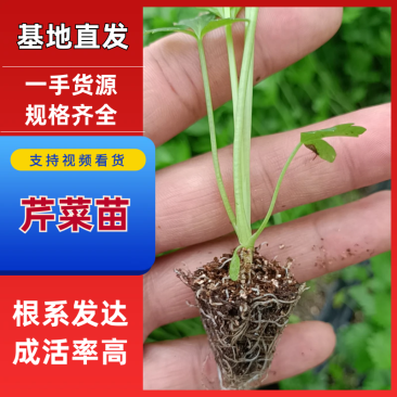 芹菜苗，法国皇后，产量大，穴盘苗，质量可靠，穴盘芹菜苗