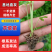 芹菜苗，法国皇后，产量大，穴盘苗，质量可靠，穴盘芹菜苗