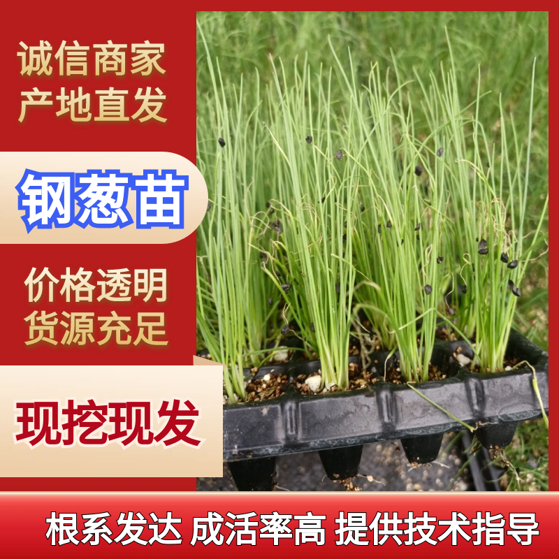 优质香葱苗，墨绿色产量高，商品性强耐运输，优质香葱