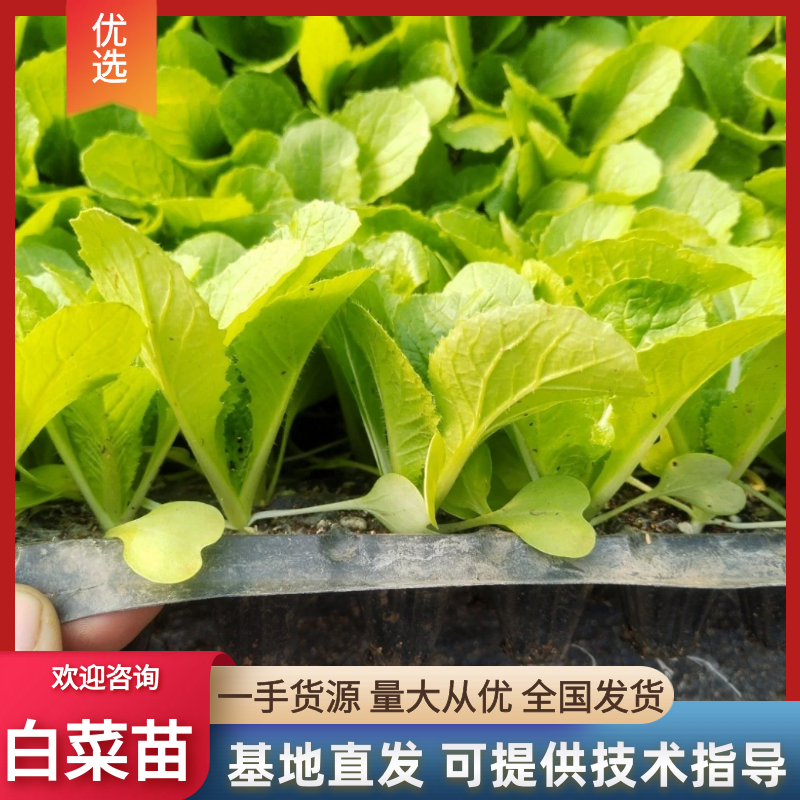 大白菜苗，白菜苗，吉锦白菜苗，似黄心大白菜苗，优质白菜苗